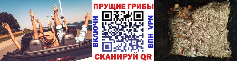 Псилоцибиновые грибы Cubensis  Купить закладки  Николаевск 